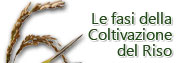 Le Fasi della Coltivazione del Riso